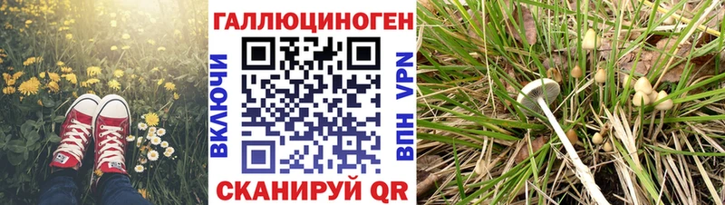 Галлюциногенные грибы Cubensis  Североуральск 